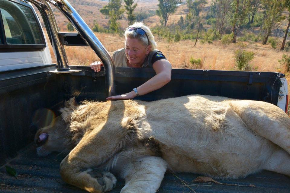 checking on lion