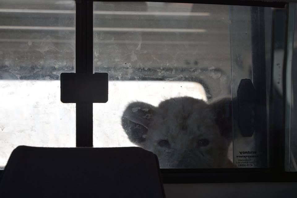 cub 15