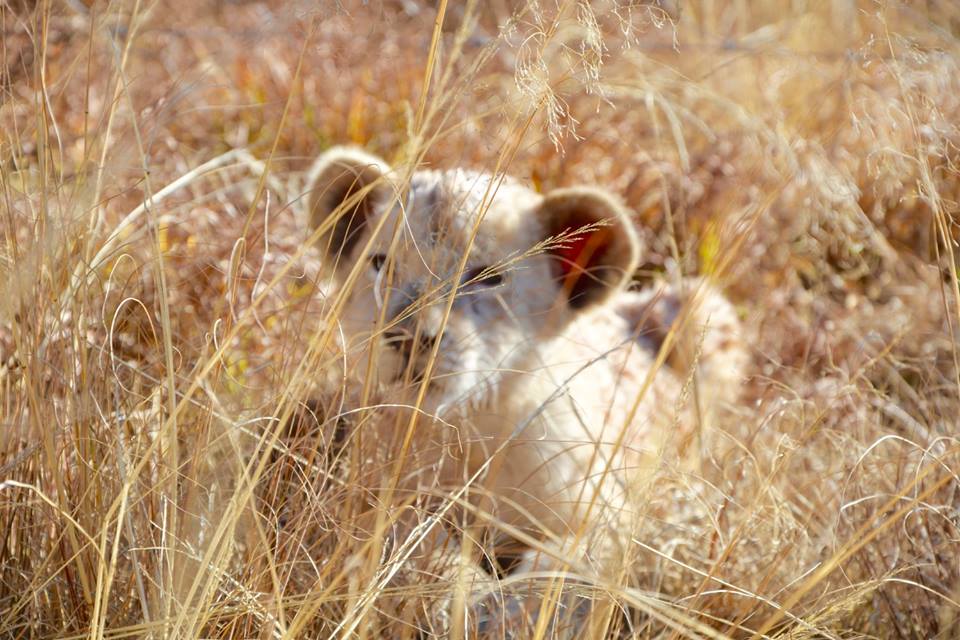 cub