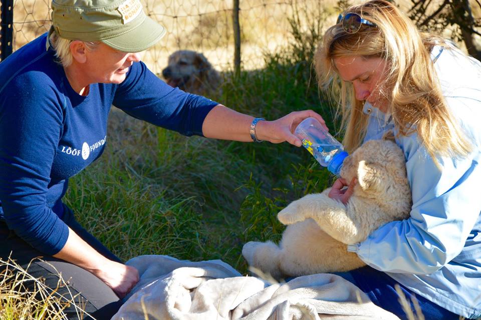 feeding lion cub